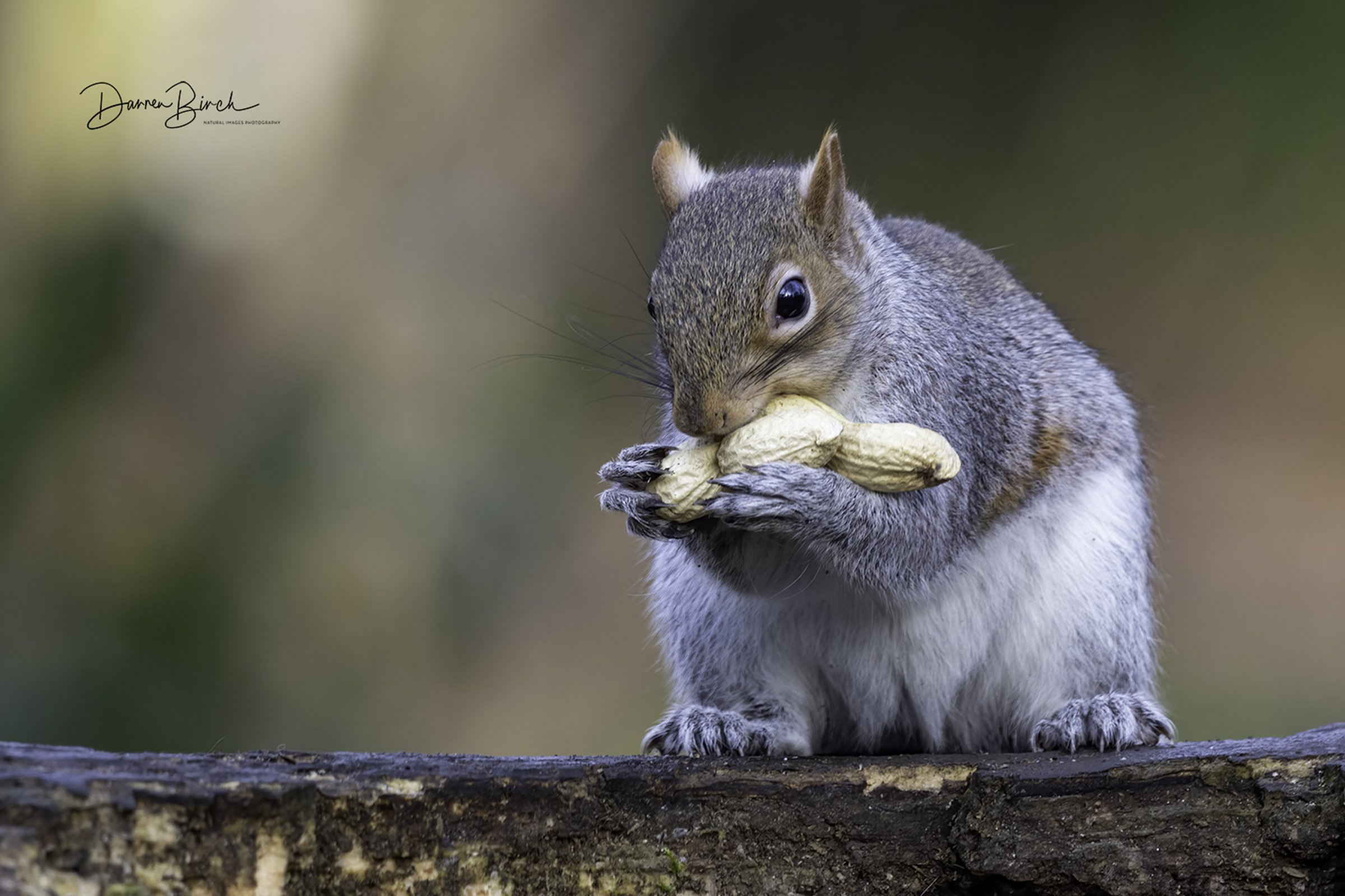 lrsquirrel186.jpg