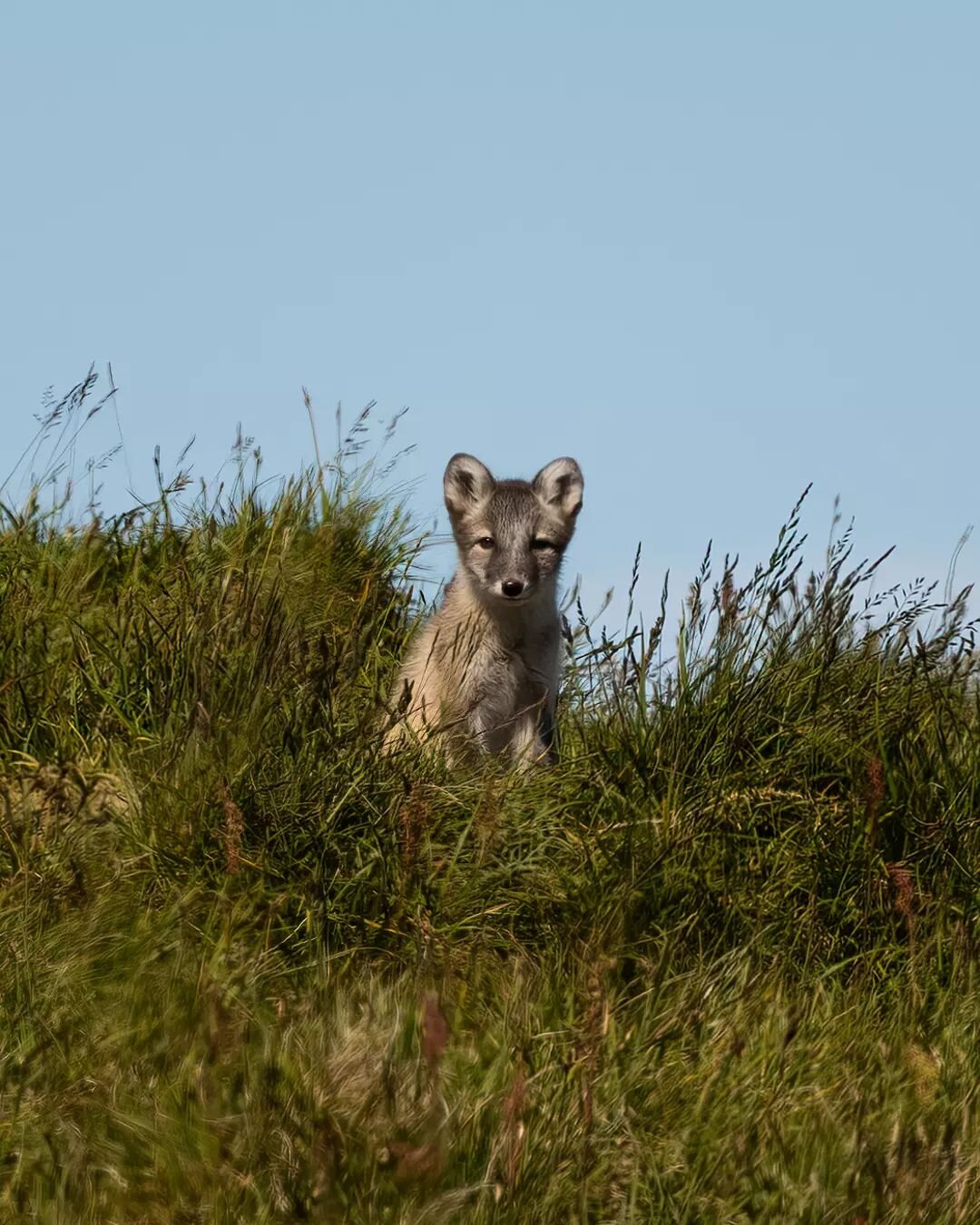 Arctic fox in Norway! 

During my holiday in Norway we did a dayhike in the Hardangervidda national park. I really did not expect to see an arctic fox during this small hike! Arctic foxes are pretty rare in mainland Norway. But luckily, through conse