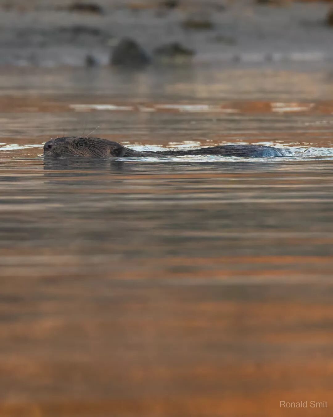 Its not a whale or dolphin, but this beaver is about as close as I can get where I live!

#beaver #beavers #bever #bevers #castorfiber #rijn #rhine #river #nederland #thenetherlands #roots_nl #vroegevogels_bnnvara #zoomnl #roots #nfnl #cameranu_nl #c