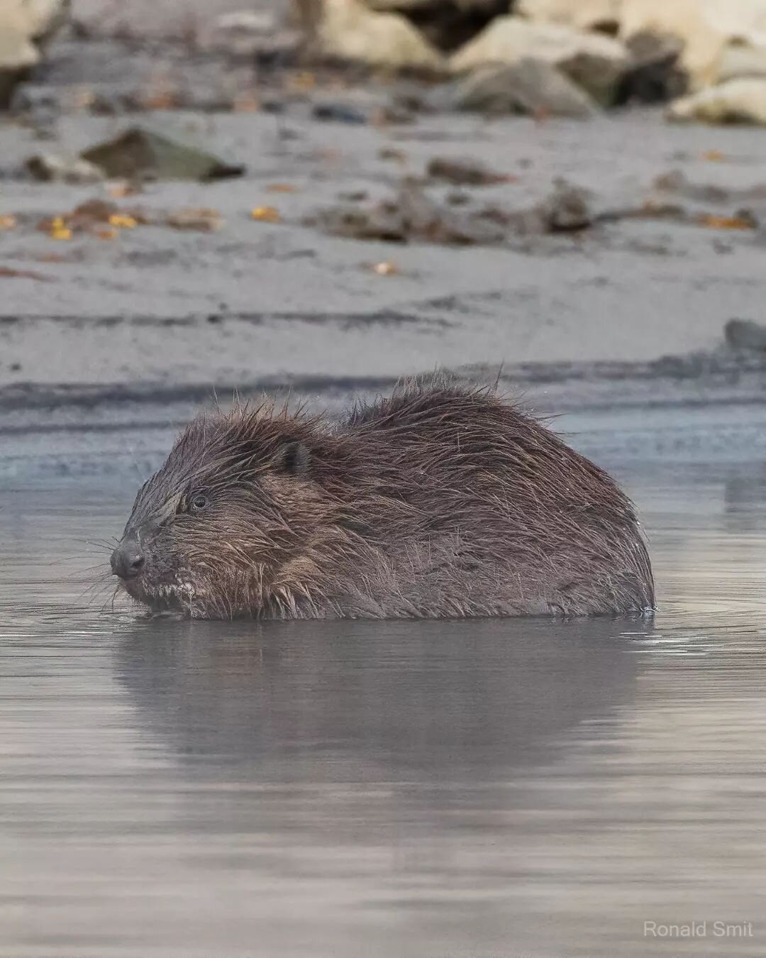 Finally I spotted one!
Beavers are relatively common in the Netherlands. But I have had a couple trips were I tried to find one, but did not succeed. Then finally last week, early in the morning, I saw one swimming to land and then nibbling on some t