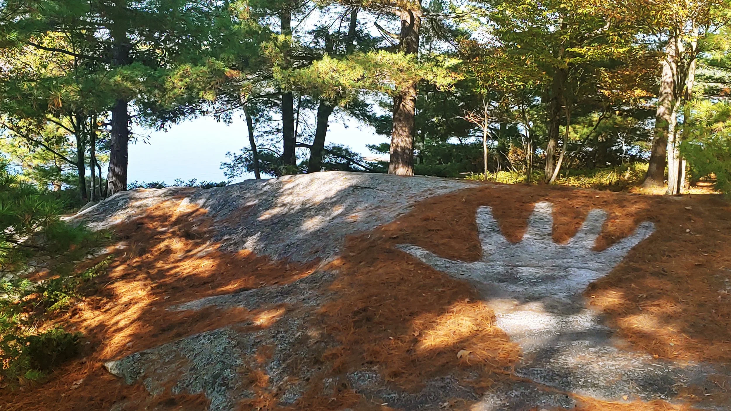 Untouched - pine needles on rock