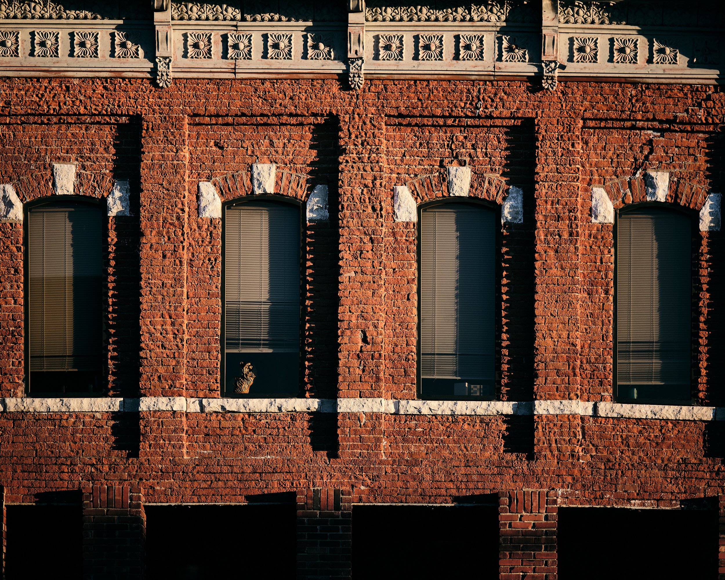 web use street shot bricks and cat.jpg