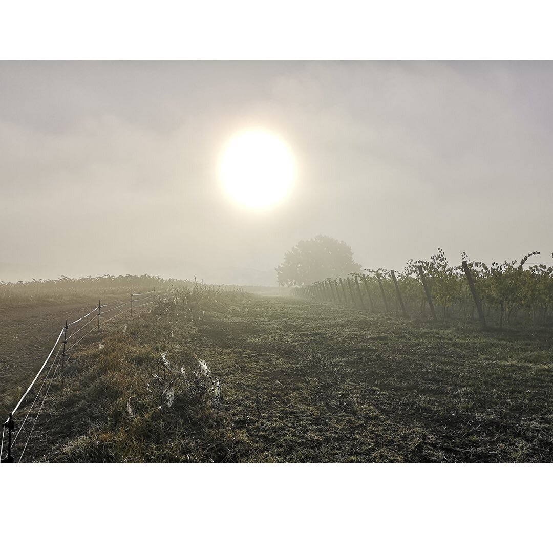 Compelled by the beguiling light of a Tuscan fog - it&rsquo;s worth getting out of bed at 4:00 a.m as it doesn&rsquo;t last long. There are thousands of spiders with intricate webs catching breakfast in the #BichiBorghesi vineyards at #Scorgiano. Las