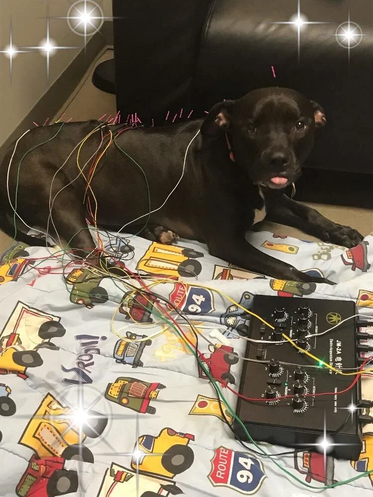 Rivers Veterinary Urgent Care