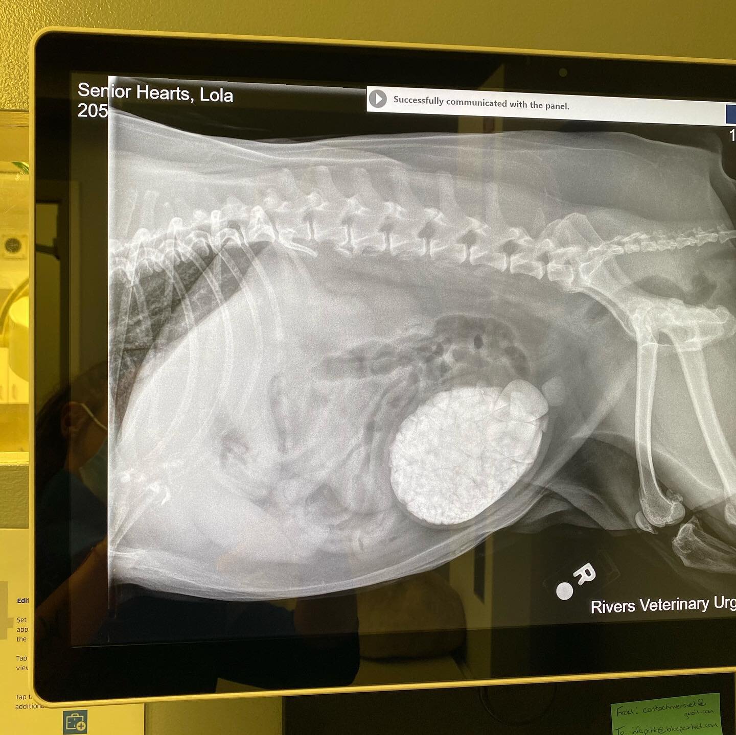 Meet Miss Lola, an elderly pug  who was rescued by @seniorheartsrescueandrenewal to live out her geriatric years. On her first check up, we found a bladder FULL of bladder stones!!! This little lady had surgery today to remove them, and we were shock