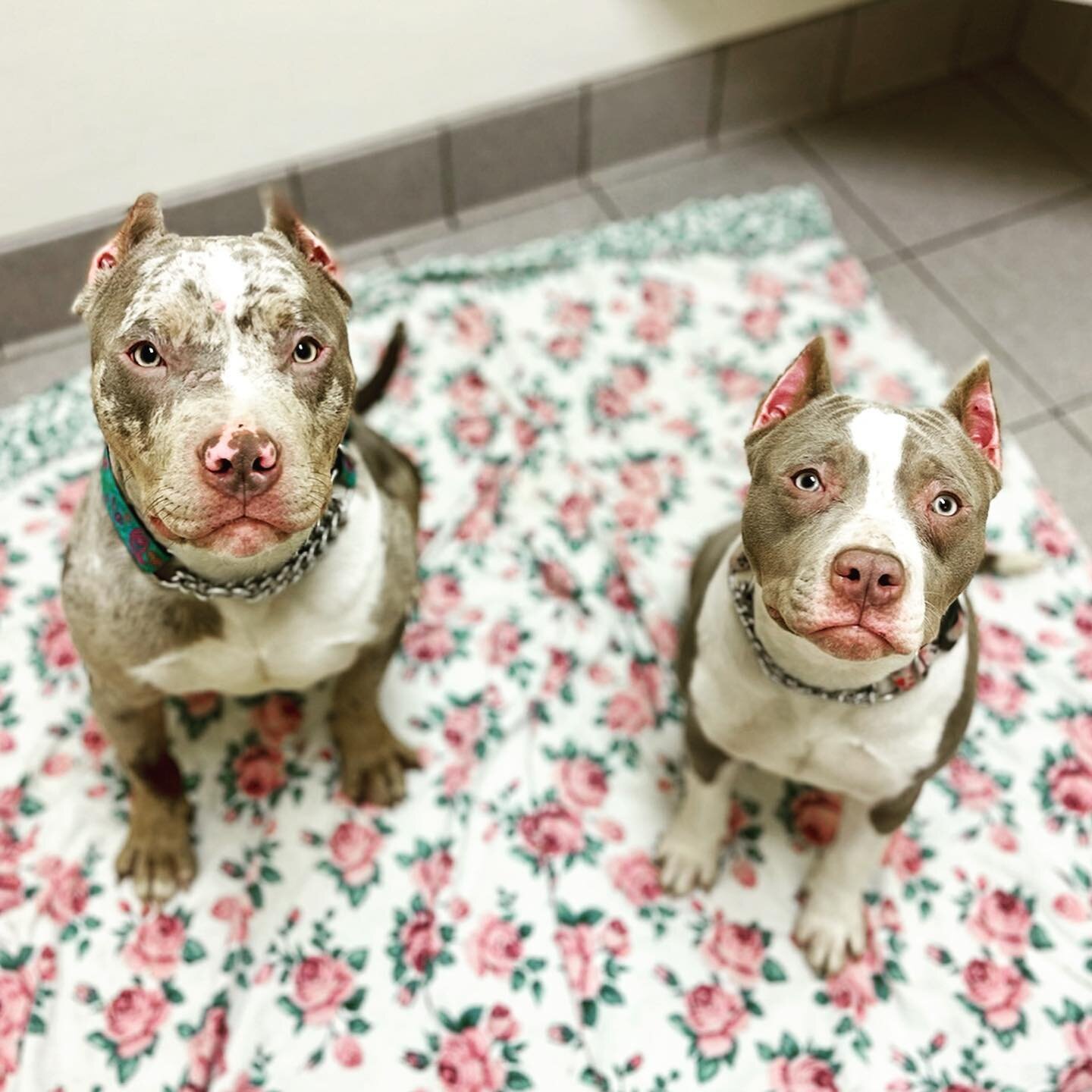 😍 Look at these two faces !!!! We can&rsquo;t get over the squishy loveable pitties rescued by @thefosterfarmfamily . They came in for their first checkup and vaccines, and we took all the snuggles and kisses they wanted to give 🥰🥰 #thankyou #fost