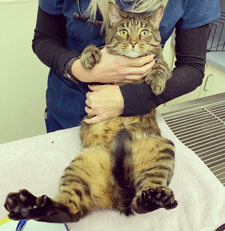 Anyone want to count this cats toes ?? His name is Hemmy, and he has 28! He&rsquo;s a #polydactyl ... bonus points if you know why his name is Hemmy ... #polydactylcat #veterinarymedicine #riversvet #pittsburgh #hemingwaycat #goodluck
