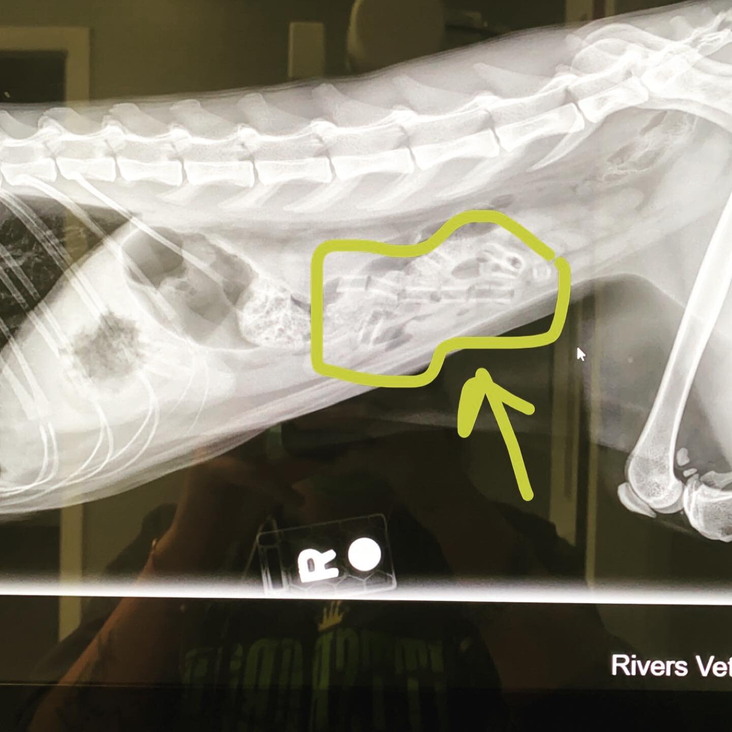 It&rsquo;s very common for cats and dogs to eat objects: toys, string, balls, bones, nerf guns, socks ... this cat chewed up pieces of a rubber tube. We did something called &ldquo;treat and repeat&rdquo; - we gave him so fluids and GI protectants, a