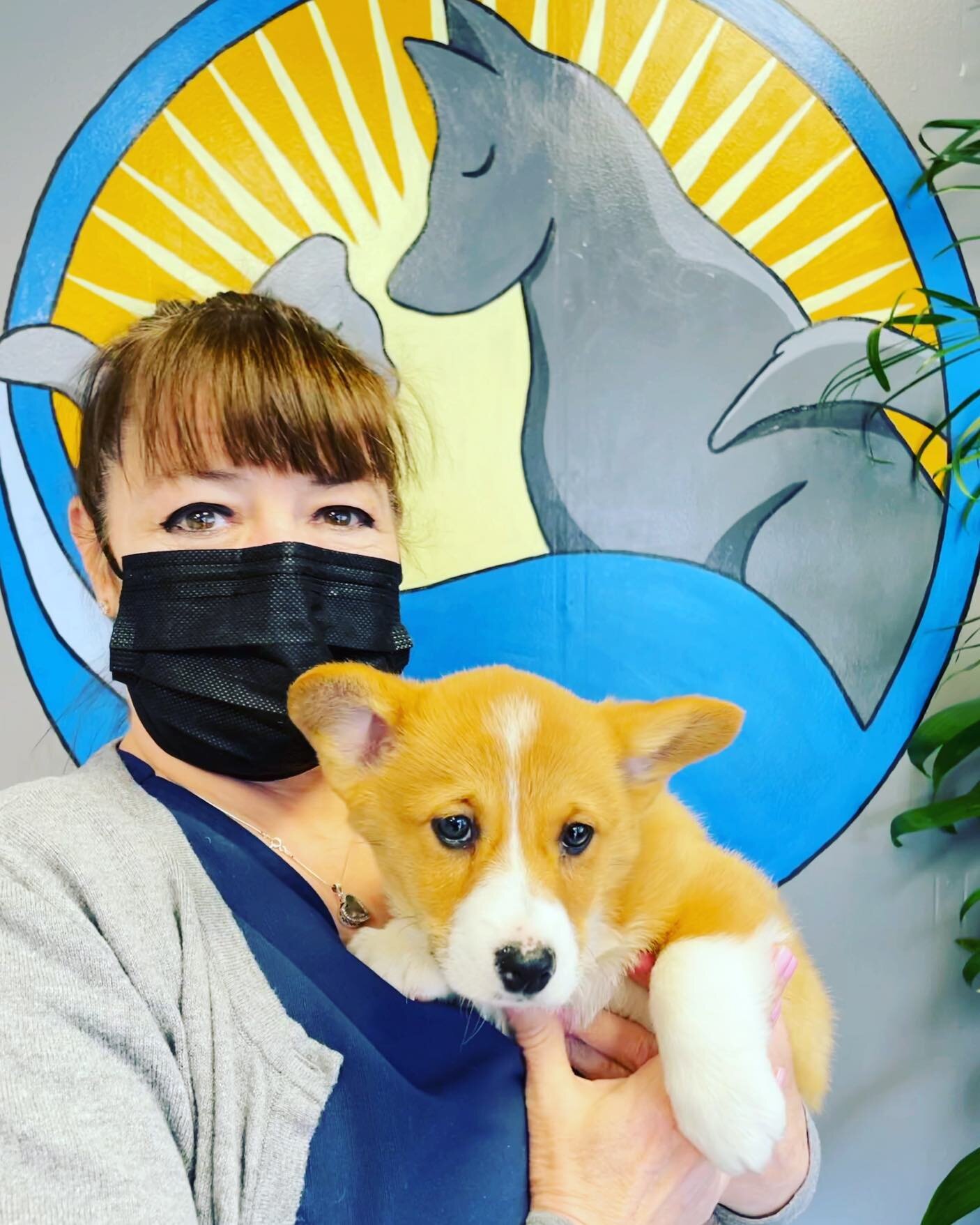 The cutest patient of the morning 🥰🥰 in for a healthy, new puppy exam! 

#puppiesofinstagram #riversvet #rvuc #pittsburghvet #veterinarian #welovepuppies #corgi #corgibaby #