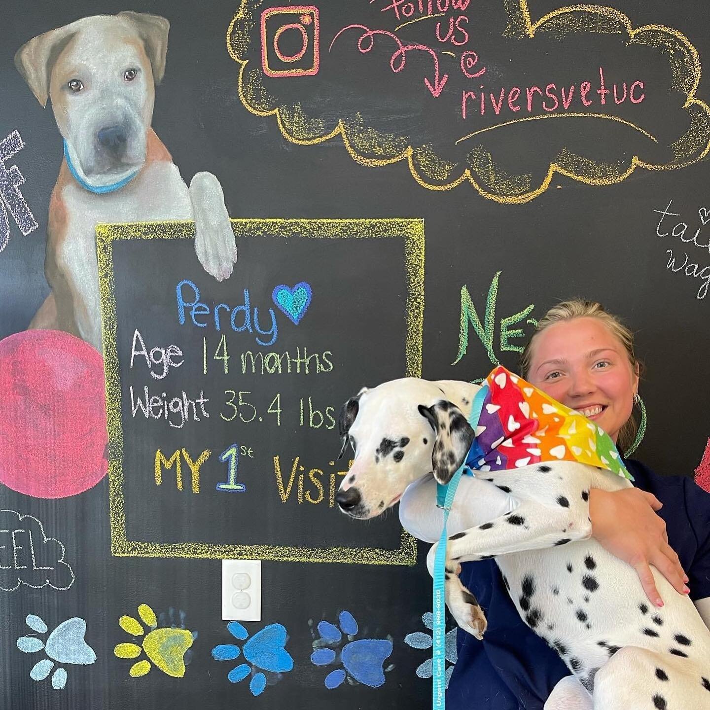 Find you a vet that loves your pet as much as you do 🥰🥰 

#riversvet #pittsburgh #veterinarian #dalmationsofinstagram #dalmatian #deafdogsofinstagram #rvuc #firstvetvisit
