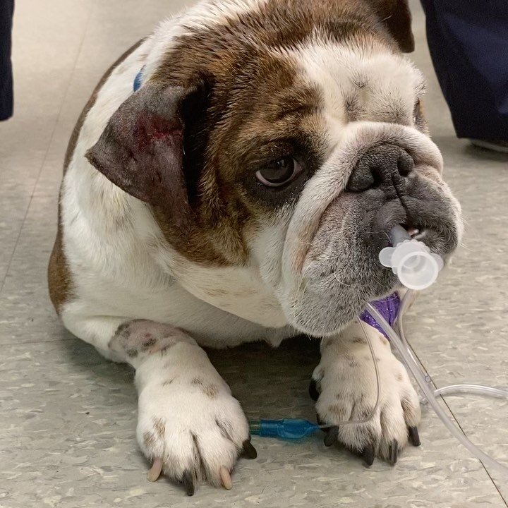 Who knows about Brachycephalic dogs !? ... These short nosed dogs (pugs, bulldogs, frenchies, ect) are born with genetic abnormalities that affect their breathing. Three things are involved in this syndrome: stentoic nares (closed nose holes), elonga