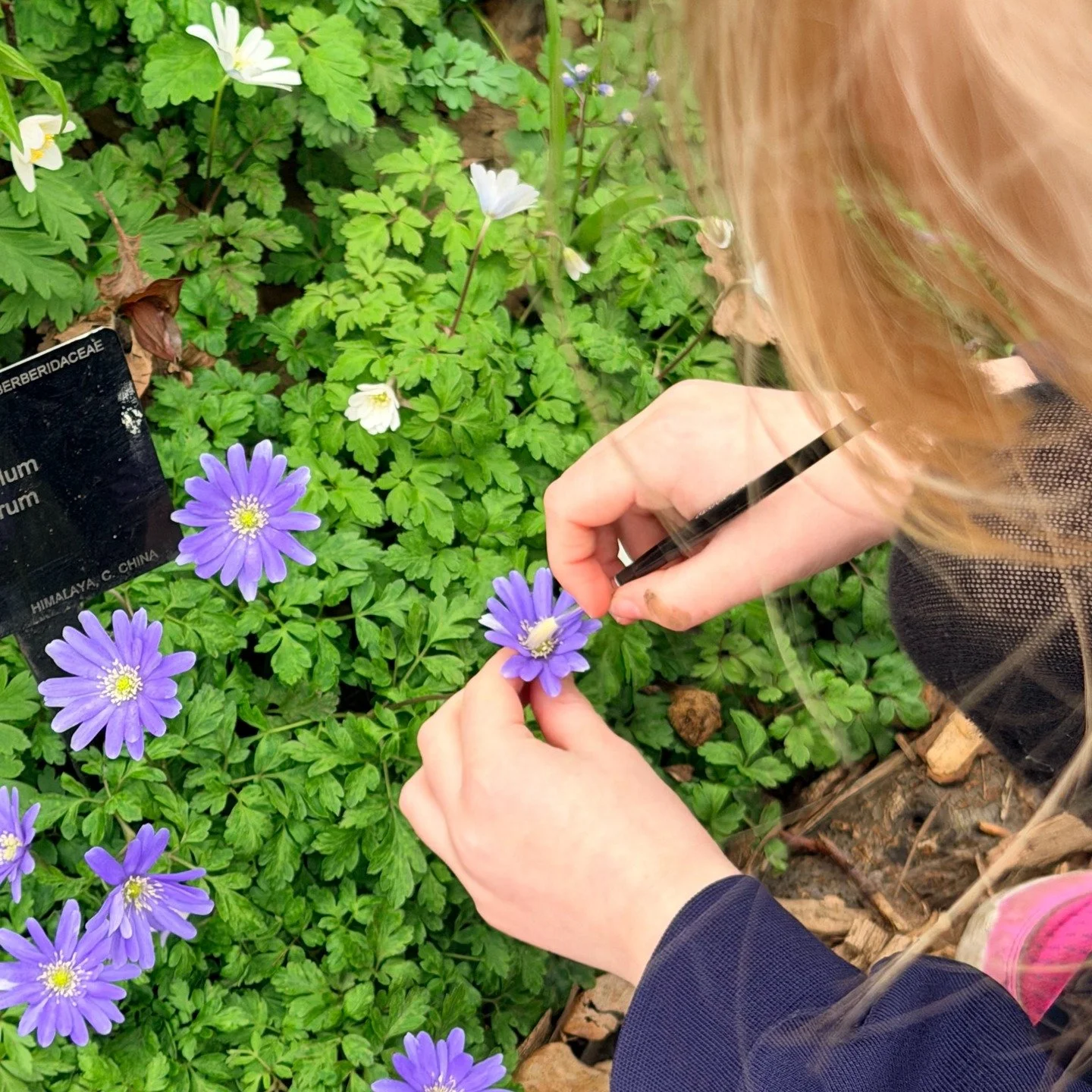 🌺🌳 Yesterday, our Year 3 pupils explored the incredible world of plants at Kew Gardens! 🌺🌳 

As part of their science learning, they discovered different plant species and habitats, whilst also linking to their geography topic on landscapes, flor