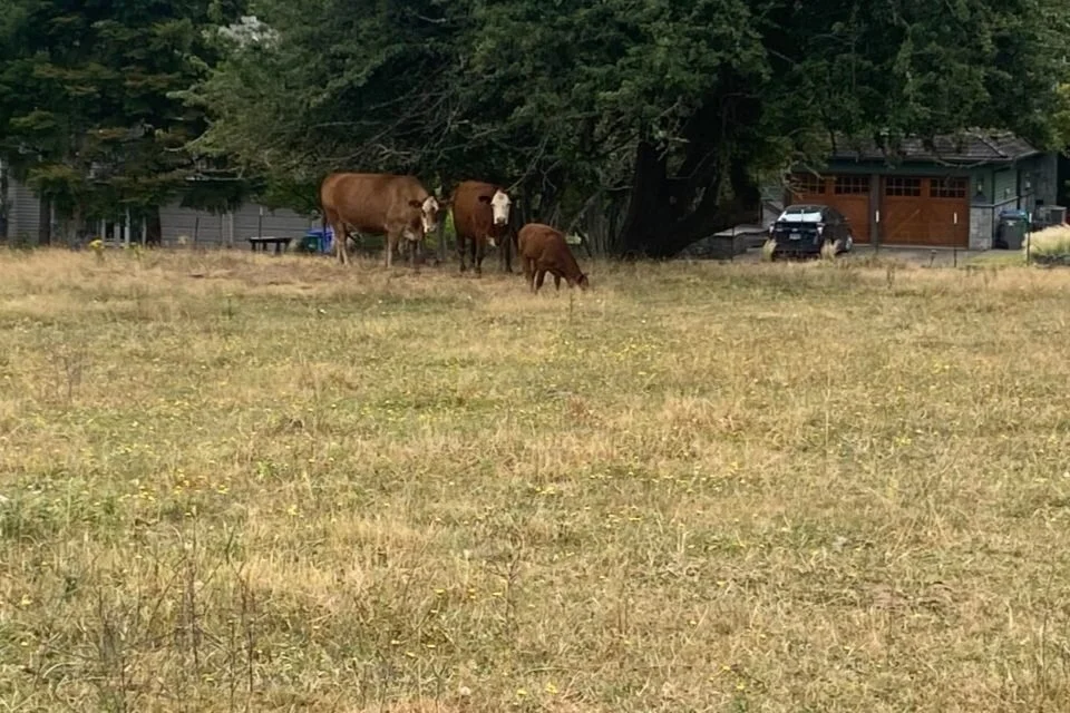 When Cows Seal the Deal…