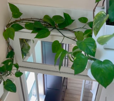 The Plant Plus a Townhome