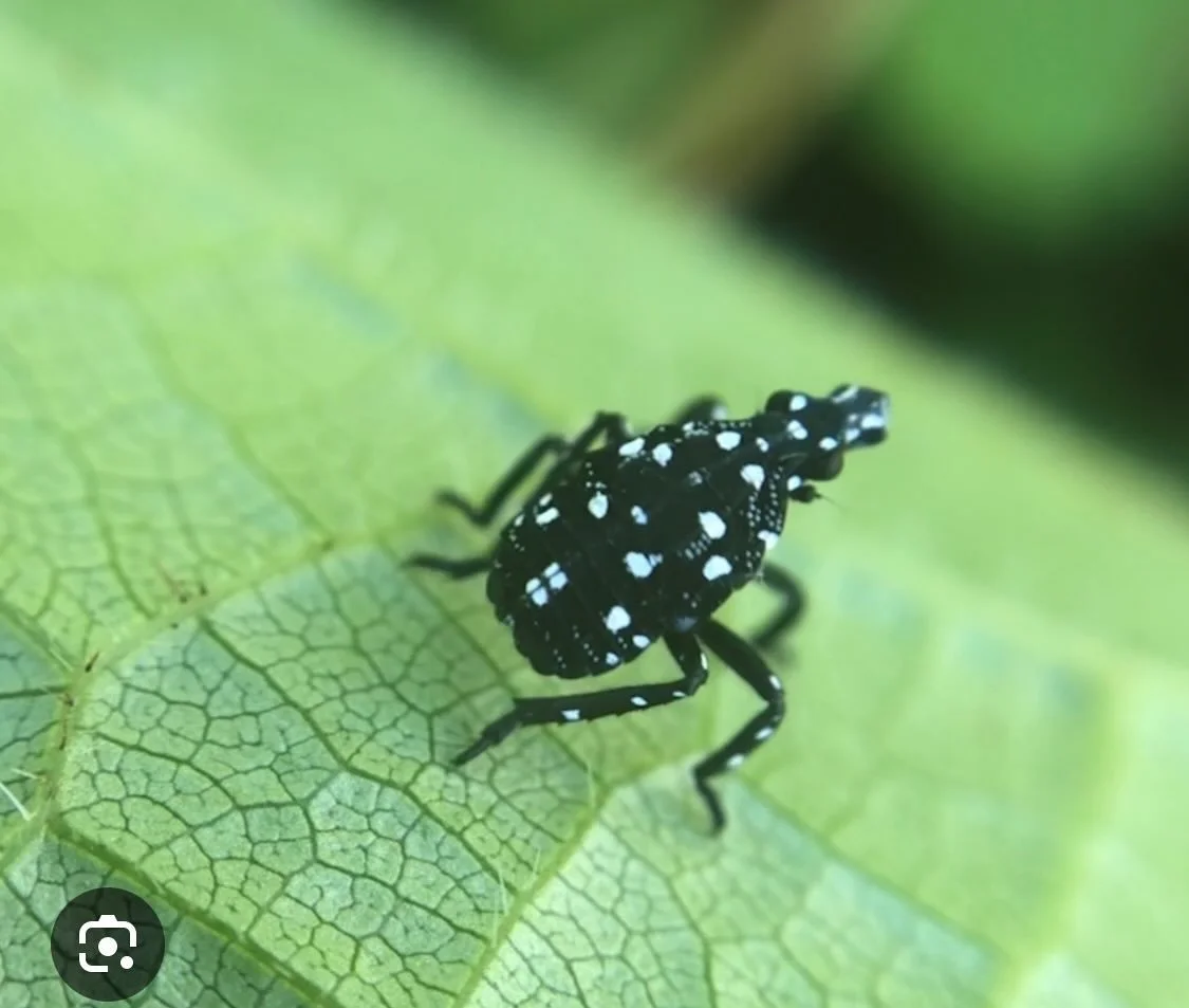🚨invasives alert! Baby spotted lantern flies have been spotted by neighbors in their yard in Rhinebeck Village. If you see these nymphs, squish em!