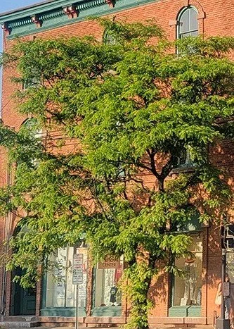 Tree Commission Newsletter No.1