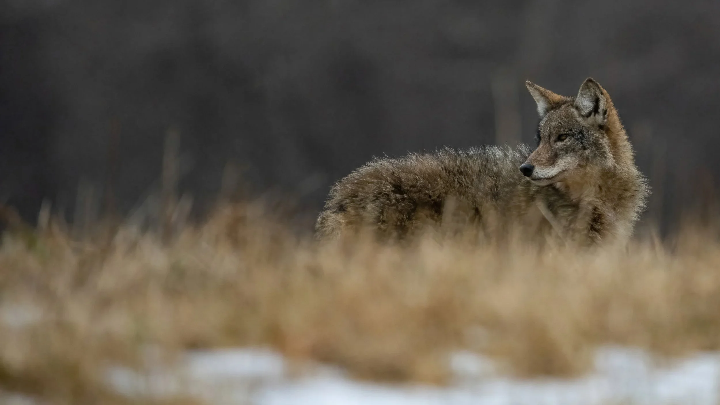 Coyote by Wil LaBossier