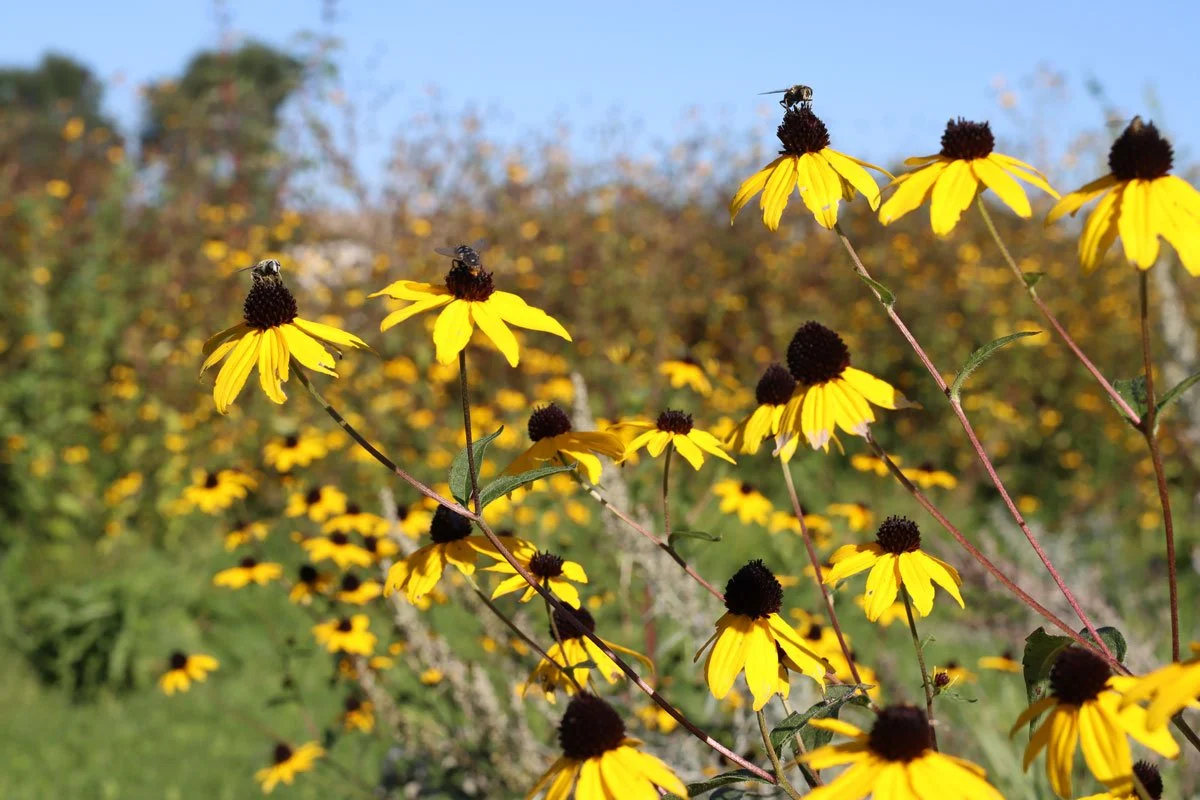 Pollinators at the Lower Sioux Indian Community