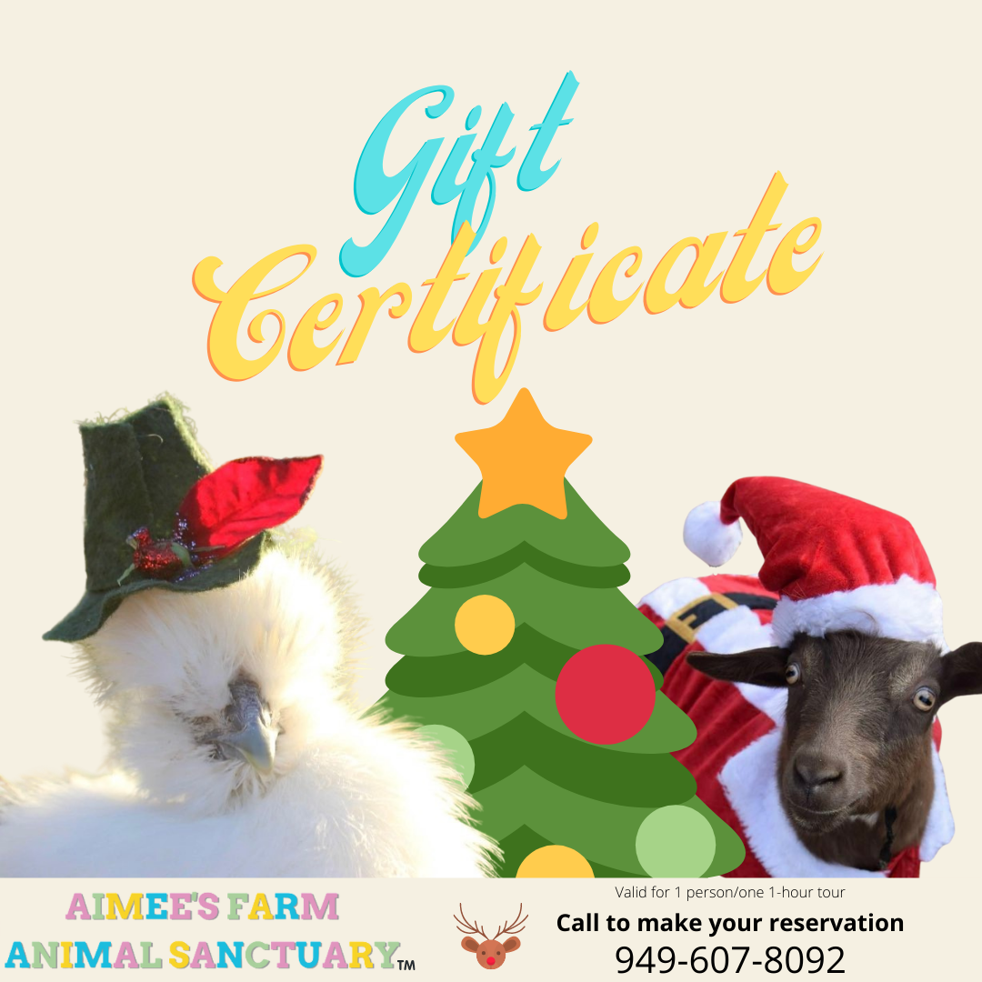 Copy of GIFT CERTIFICATE.png