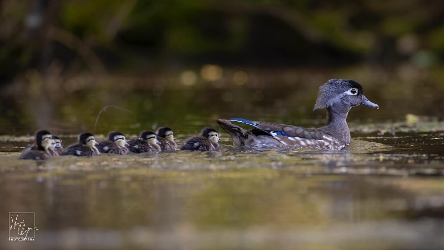 How many baby wood ducks can you count?

Mama wood duck and her babies in the @chattahoocheerivernps 

Last year I had the privilege to watch this mama swim around with her babies for quite a while. Occasionally they got so close I couldn&rsquo;t kee