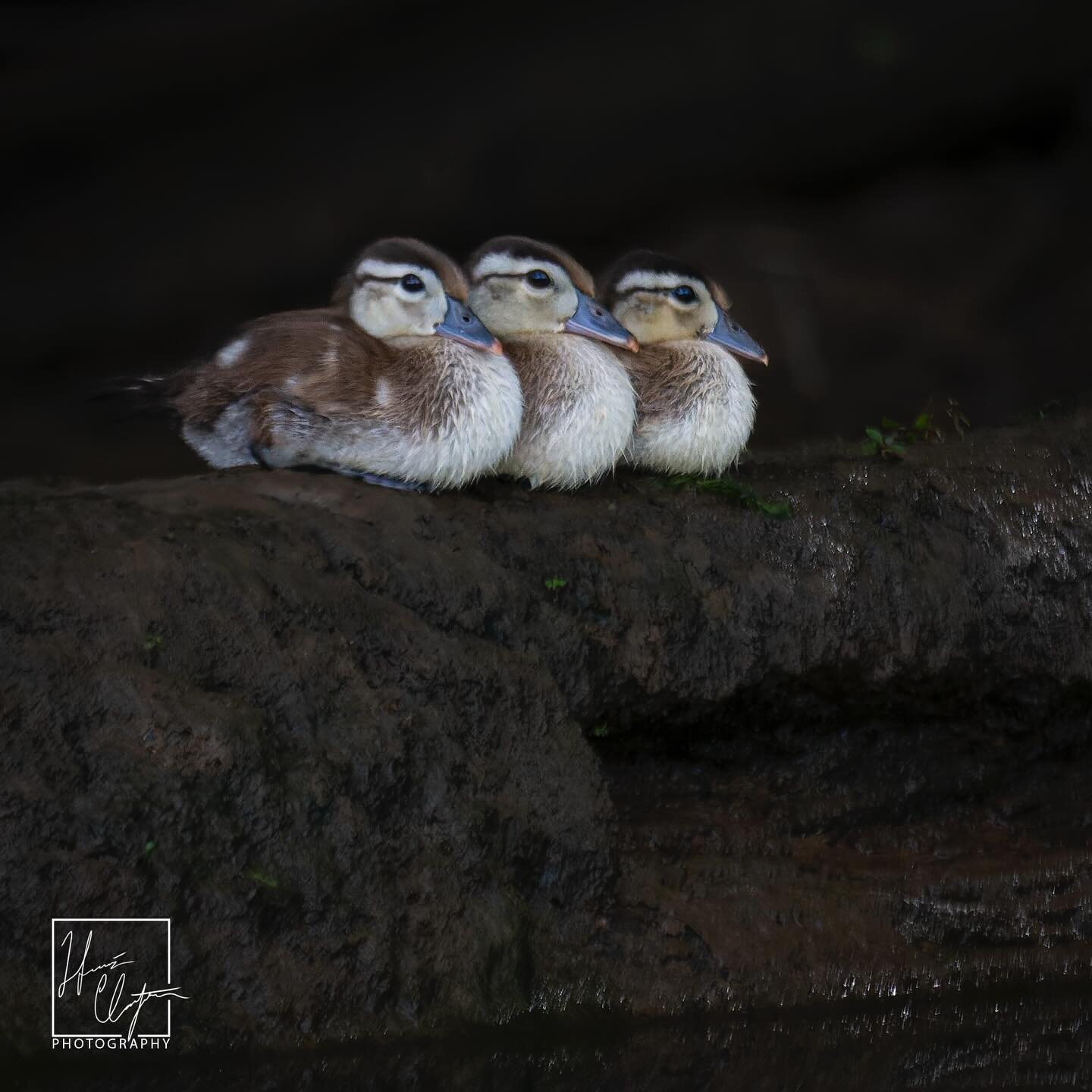 3 baby wood ducks sitting on a log&hellip;

1 mama wood duck, also on a log!

These pictures are of unrelated ducks, but give an example of some of the fun sights you might come across during springtime in the @chattahoocheerivernps 😍

#springtime #