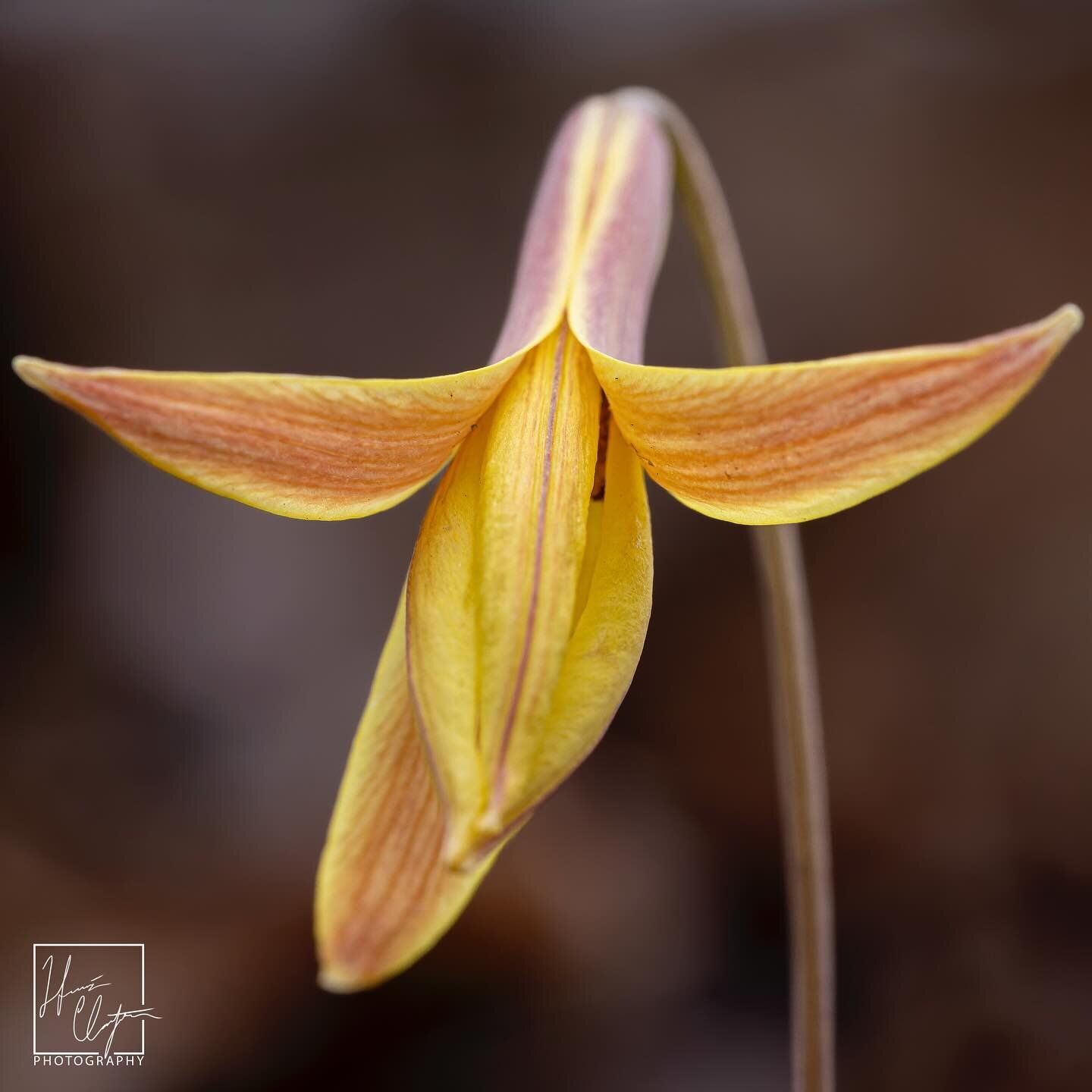 Trout lilies! 

I kept meaning to post these photos closer to when the trout lilies were still blooming, but that obviously didn&rsquo;t happen. Comment below if you made it out to see the lilies this year!

Trout lilies get their name from the patte