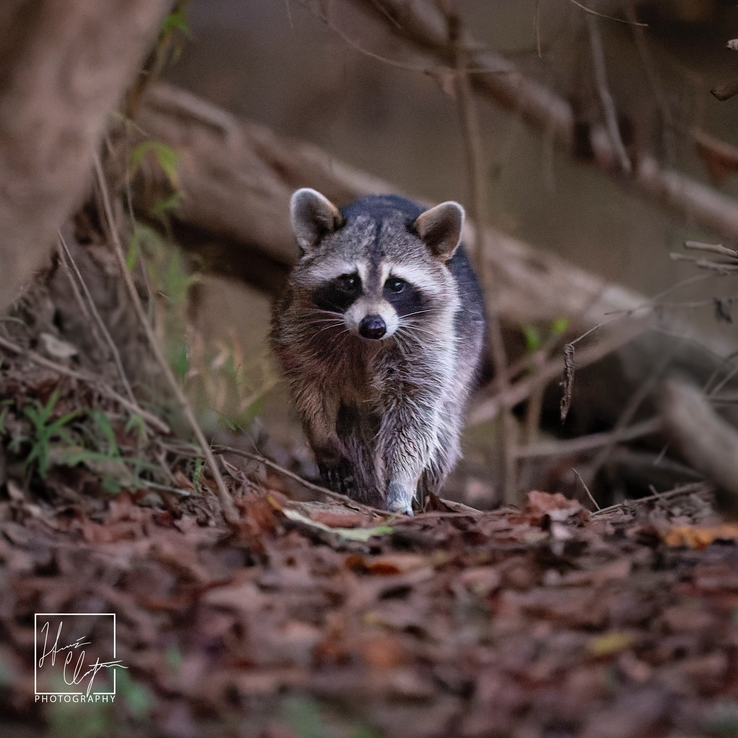 This raccoon almost walked into my lap while I sat on the bank of the Chattahoochee River. 

A few years back I was sitting on the bank of the river waiting for something to photograph. As darkness fell I heard something walking towards me and when I