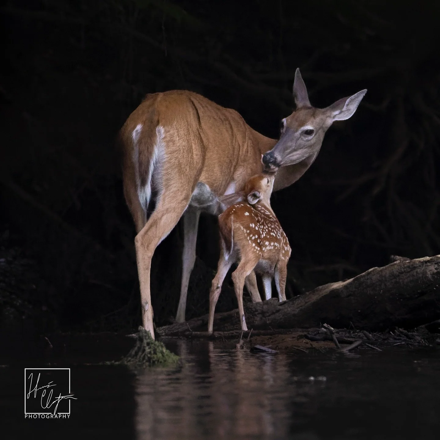 Day 3 of me sharing images from the 2025 Chattahoochee River Calendar! (Link in bio)

Get your orders in soon to receive it by Christmas!!

This sweet interaction between a mama and baby whitetail deer is one of my favorite wildlife interactions I&rs