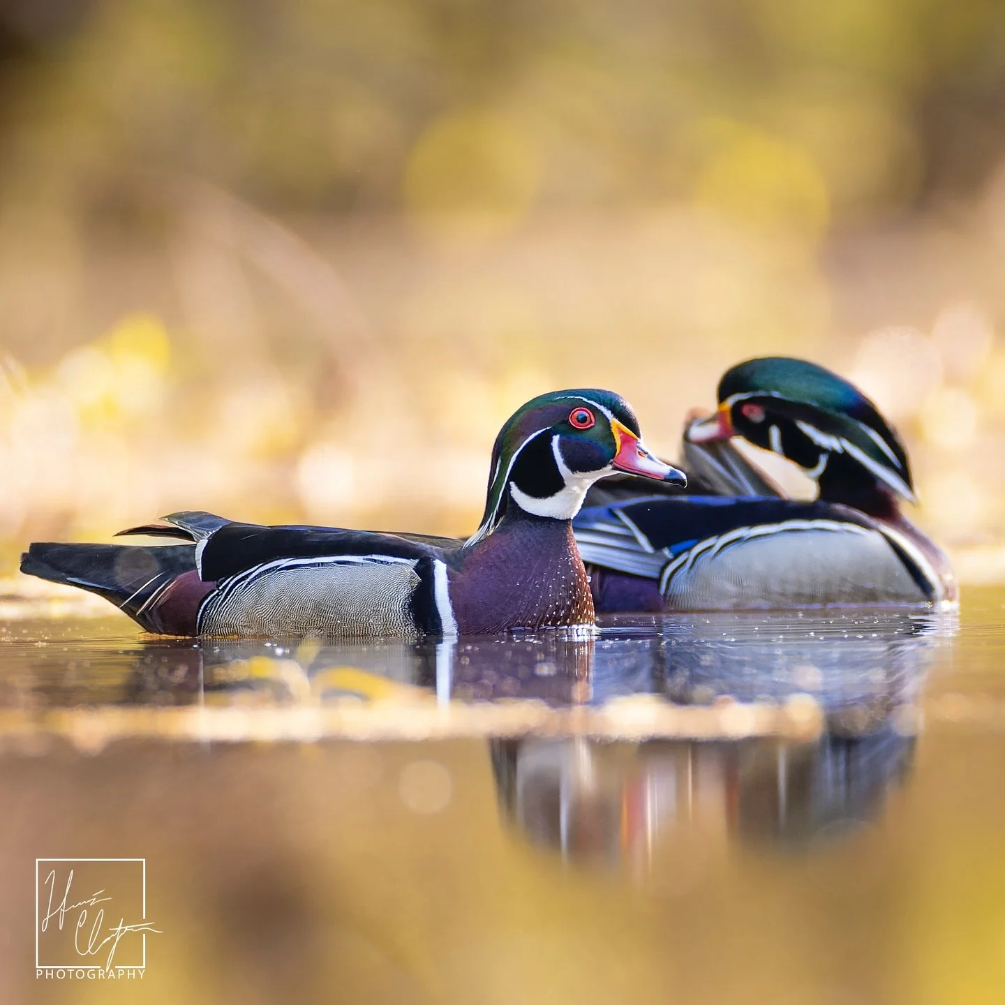 Day 4 of me sharing images from the 2025 Chattahoochee River Calendar! (Link in bio)

Get your orders in soon to receive it by Christmas!!

Birds of the river! From warm spring days with beautiful golden light, to cold winter mornings with mist on th