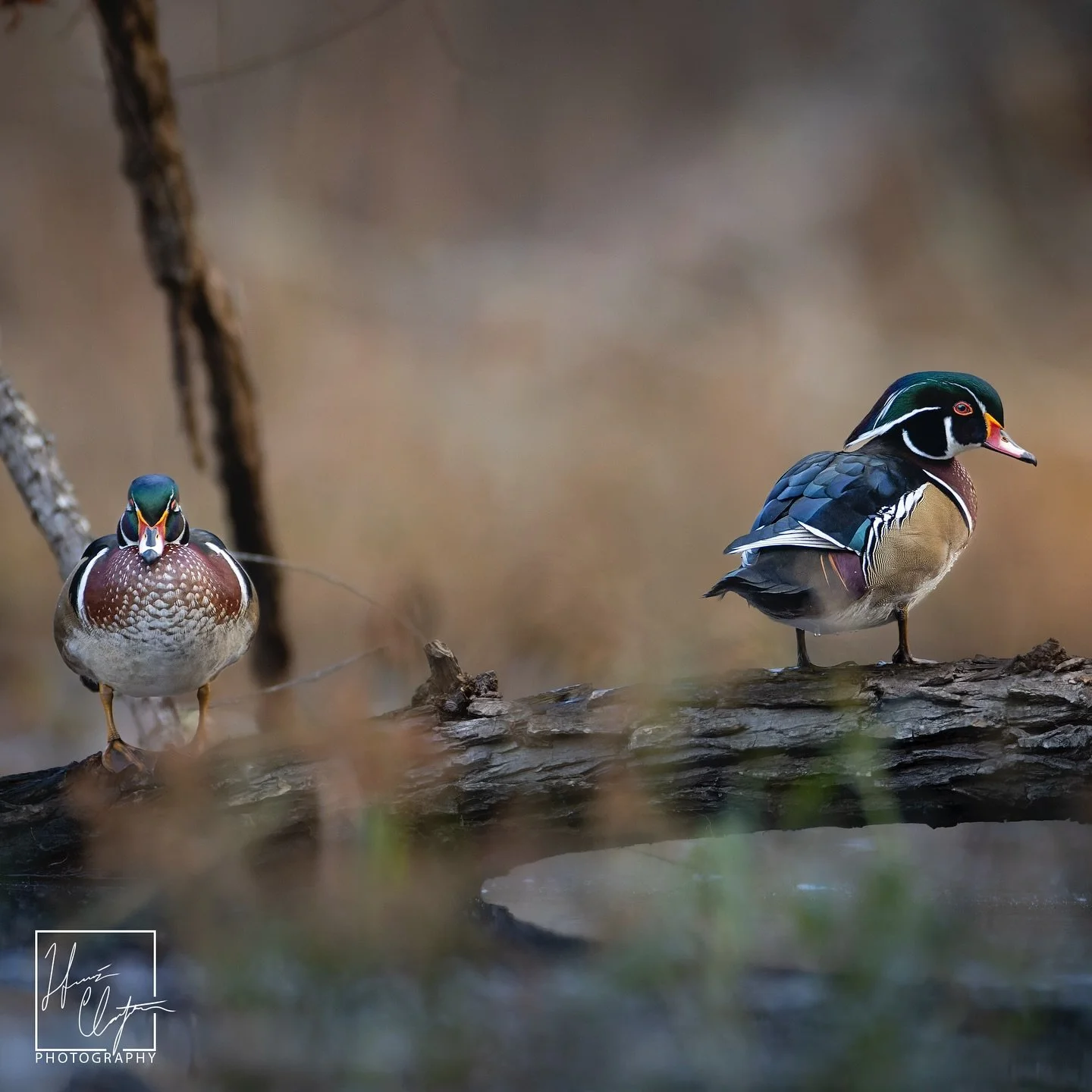 Some of my favorite wood duck photos were taken 2 weeks ago in the @chattahoocheerivernps

There were a bunch of wood ducks (9 in total) all on a single log which made it difficult to choose which ones to photograph! (A good problem to have! Haha)

T