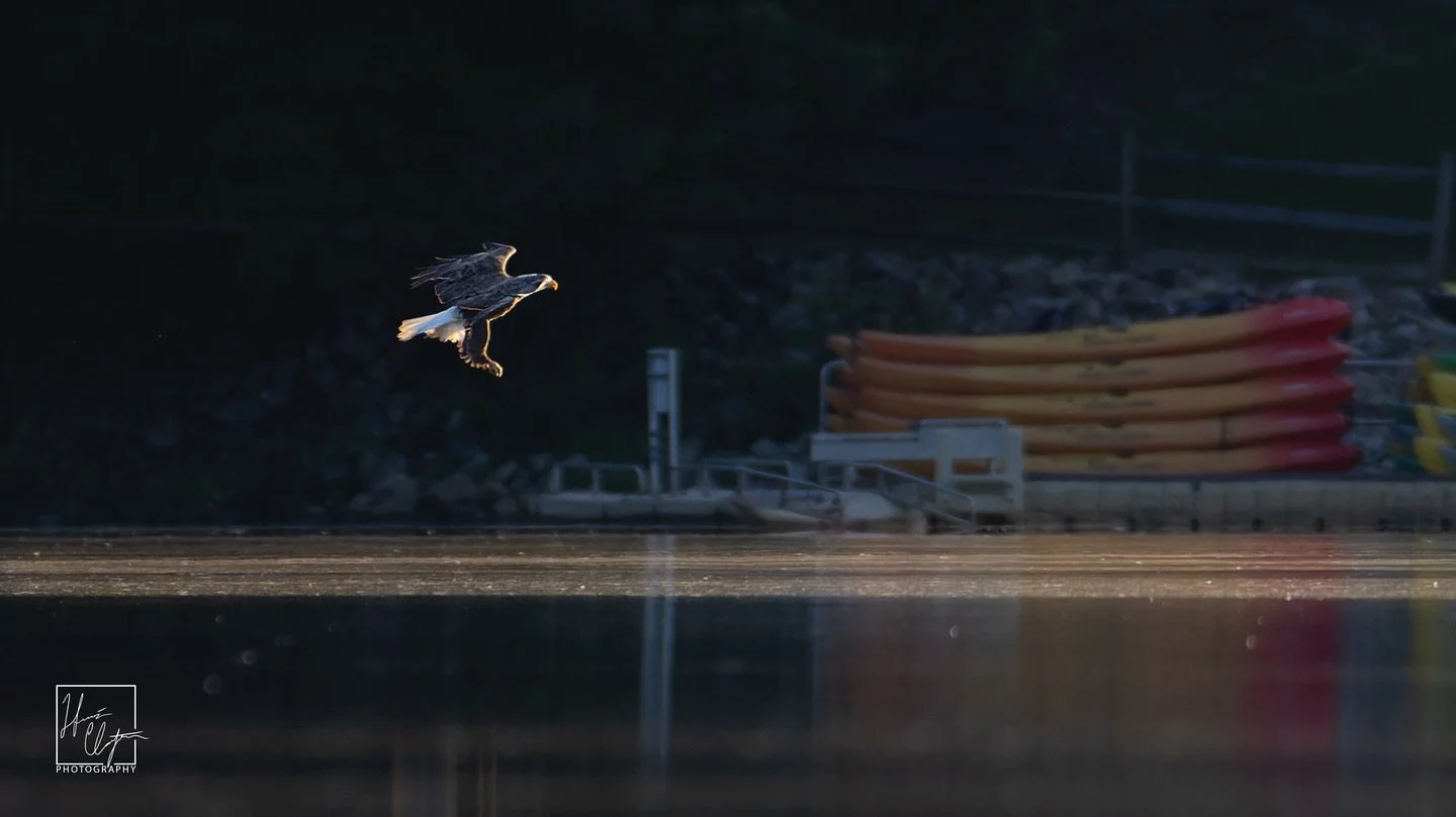 Eagle coming in hot!

It&rsquo;s always a great day seeing an eagle and seeing one hunt is even better. Unfortunately for the eagle this dive turned up empty handed, but it was still spectacular nonetheless!

Eagles are around in the @chattahoocheeri