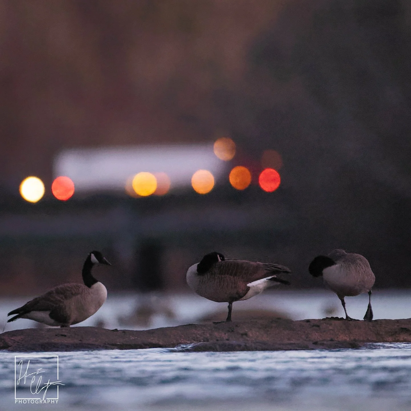 Canada geese with a little extra magic courtesy of #atlanta&rsquo;s I-285 providing the background bokeh lights. 

I don&rsquo;t get to have light spots (the lights on the cars are made round and enlarged when they are not in focus due to the way len