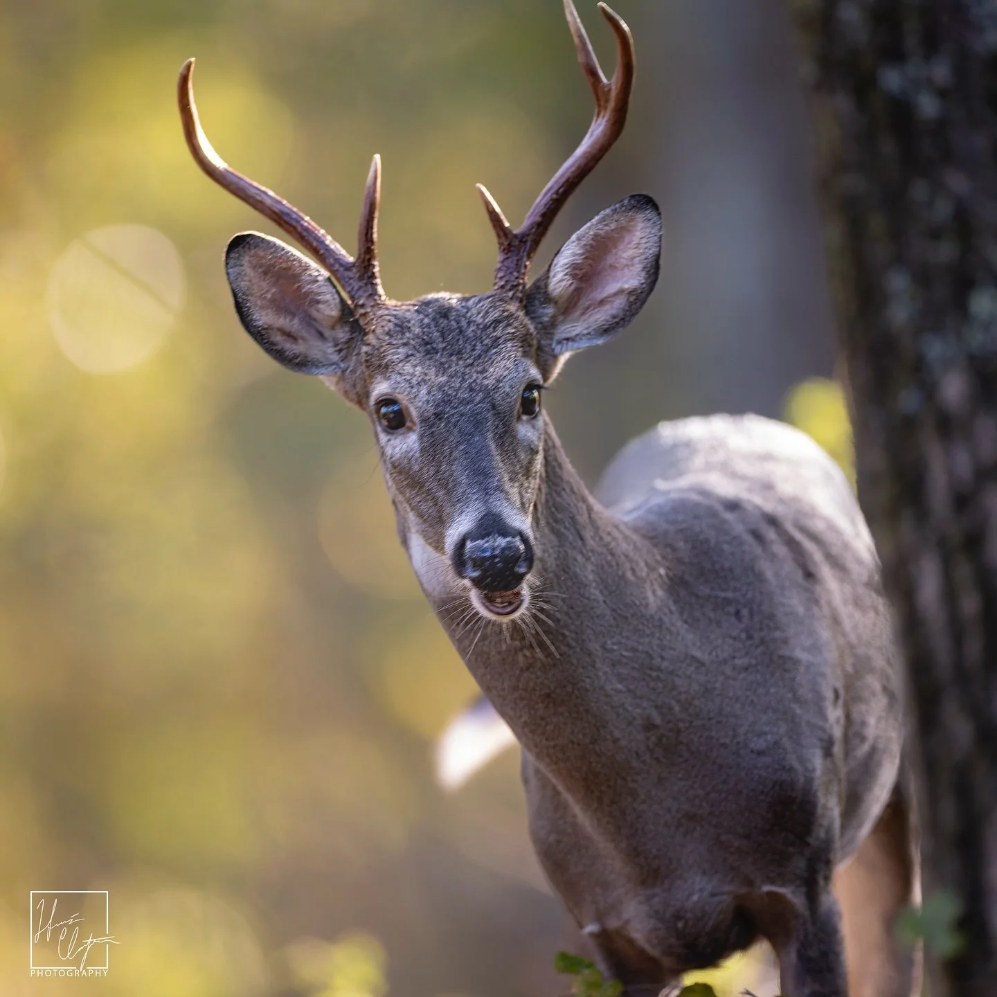 Even! More! Deer!

The @chattahoocheerivernps has lots of deer (like most of Georgia)!

Did you know the white tail deer is one of America&rsquo;s best conservation stories? I&rsquo;ll let you Google the specifics, but in the late 1800s and early 190