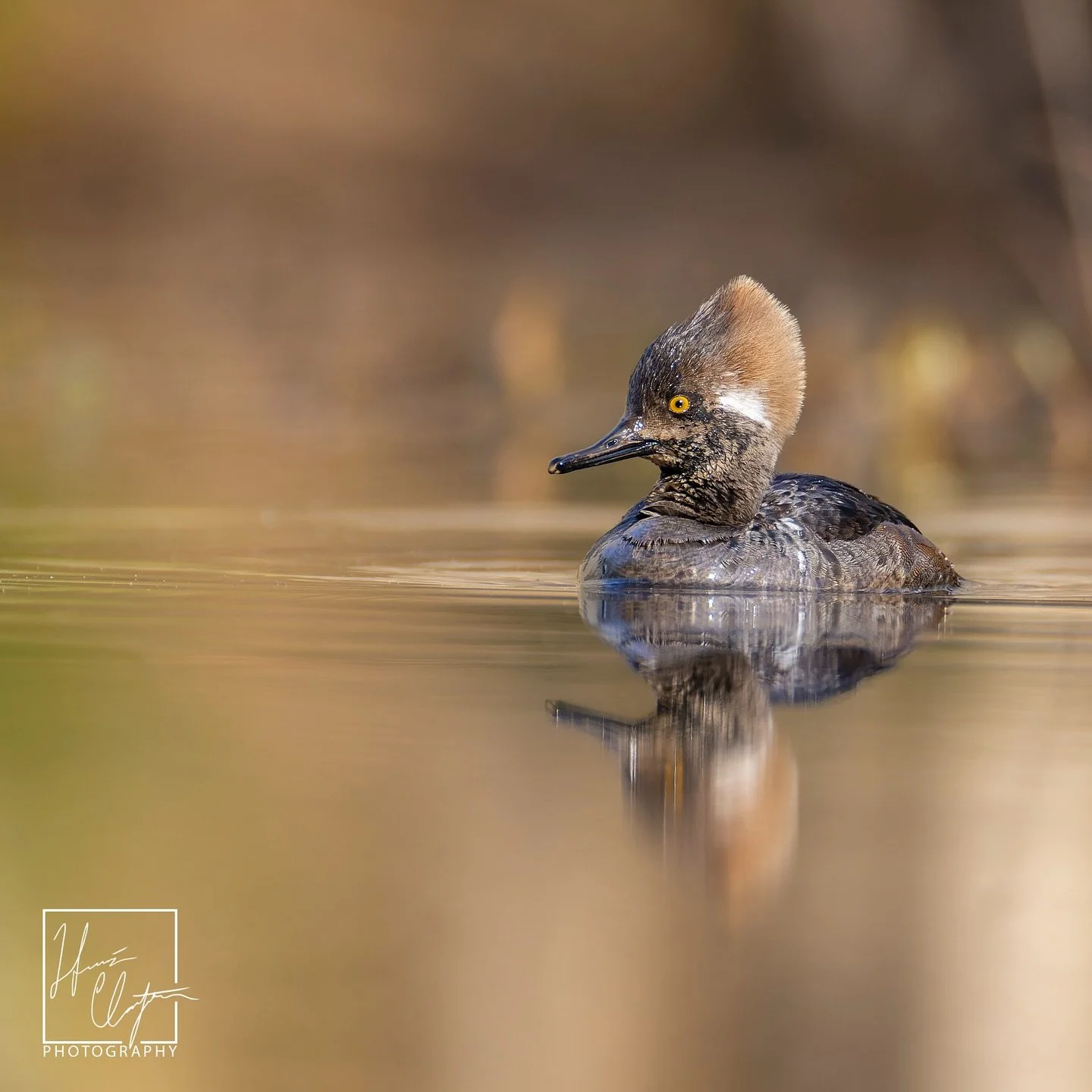 Up close and personal with a hooded merganser in the @chattahoocheerivernps a few weeks back. 

#crnra #national_park_photography #merganser #ducksofinstagram #wildatlanta #gnpa_pix #nanpapix #georgiawildlife #chattahoocheeriver