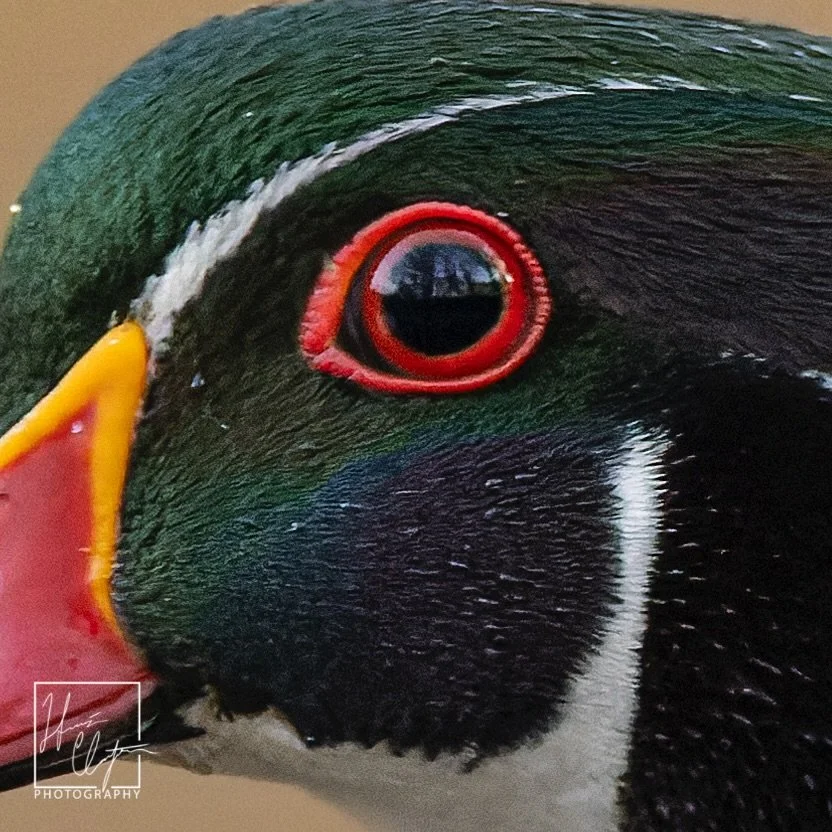Up close and personal with a wood duck in the @chattahoocheerivernps 

Wood ducks are some of the most colorful ducks in the world which makes them sought after by birders, hunters, and nature lovers such as myself! 

Getting close-up photos is more 