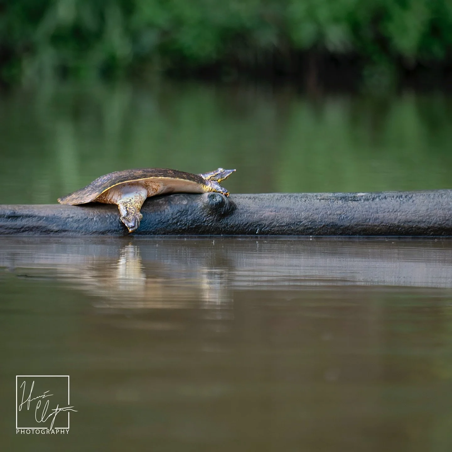It&rsquo;s not all birds and mammals along the Chattahoochee River!

Soft-shell turtle and snakes in the @chattahoocheerivernps 

#crnra #wildatlanta #national_park_photography #softshellturtle #snake #chattahoochee
