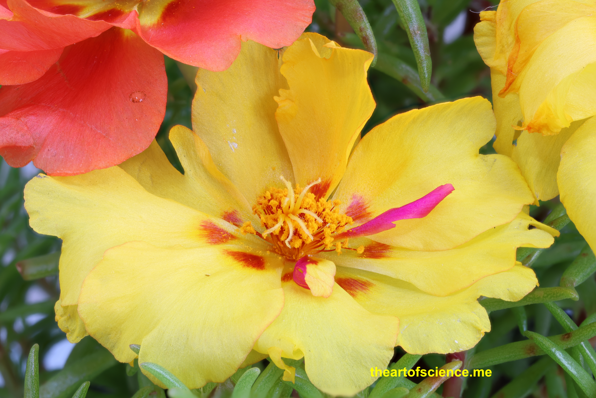 Portuluca Grandiflora, a first look.