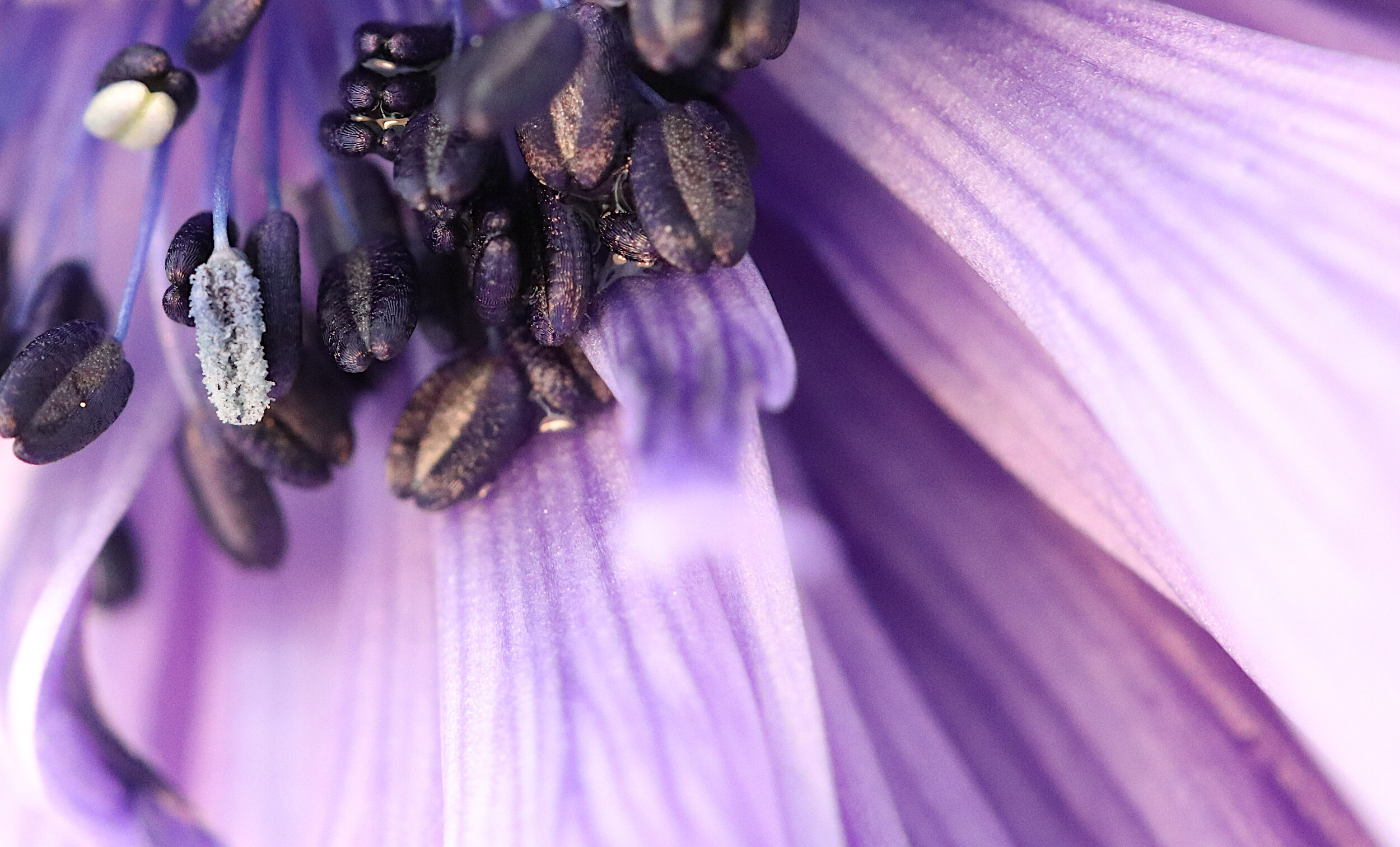 anemone in blue sh 027.jpg