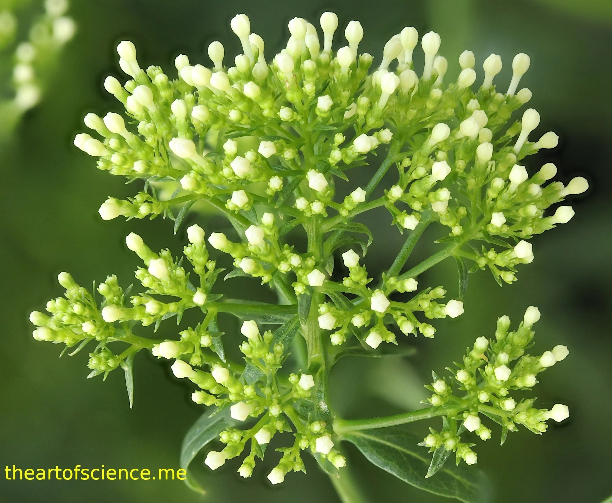 Umbel, flower stalks of a nearly equal length coming from roughly the same place.