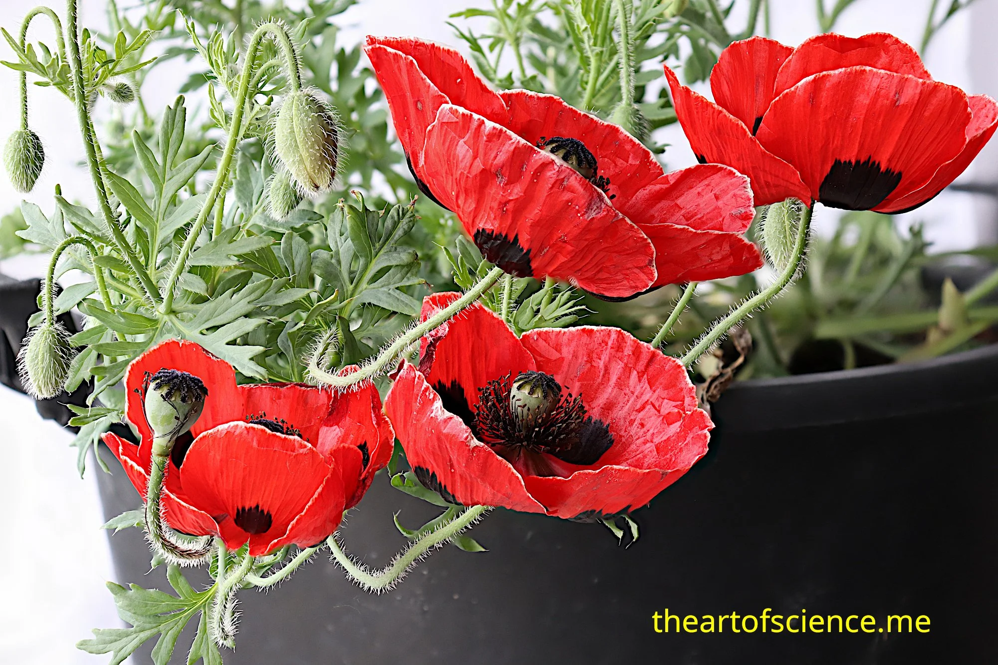 Tangled Poppy