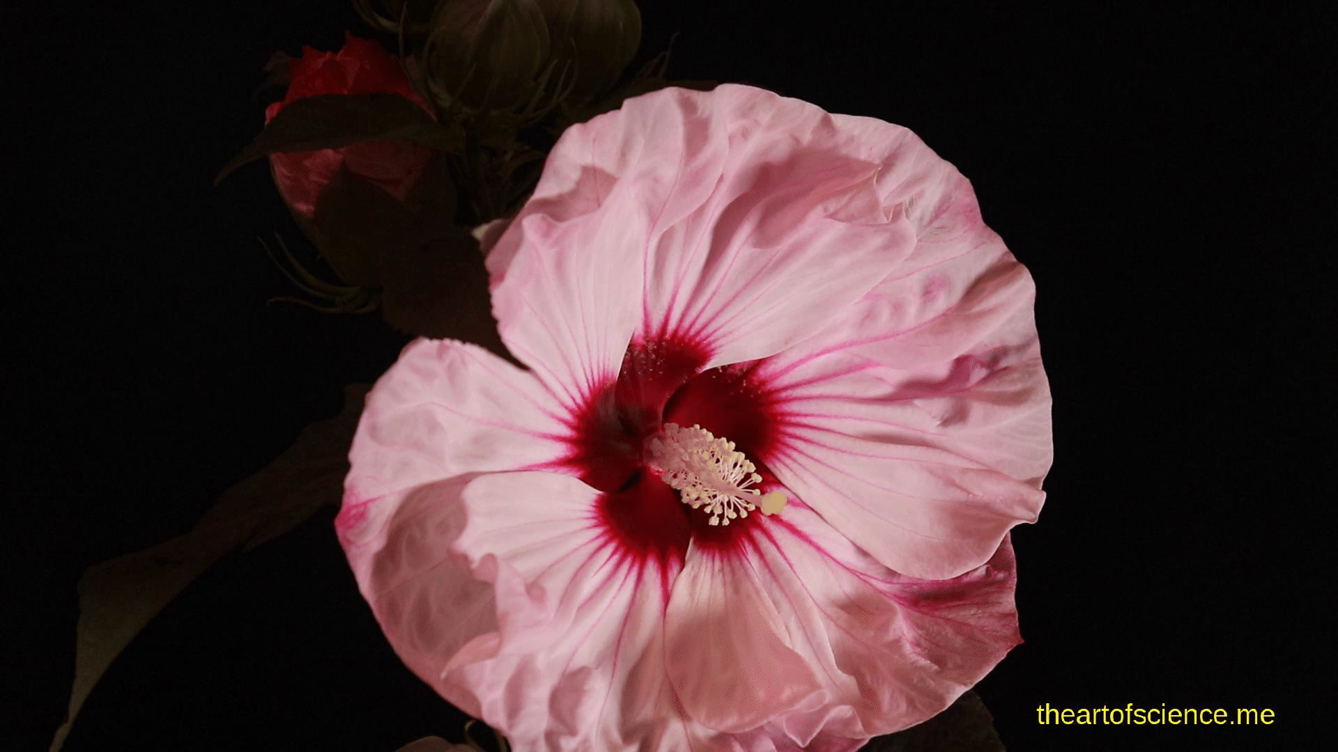 hibiscus opening cropped edited.gif