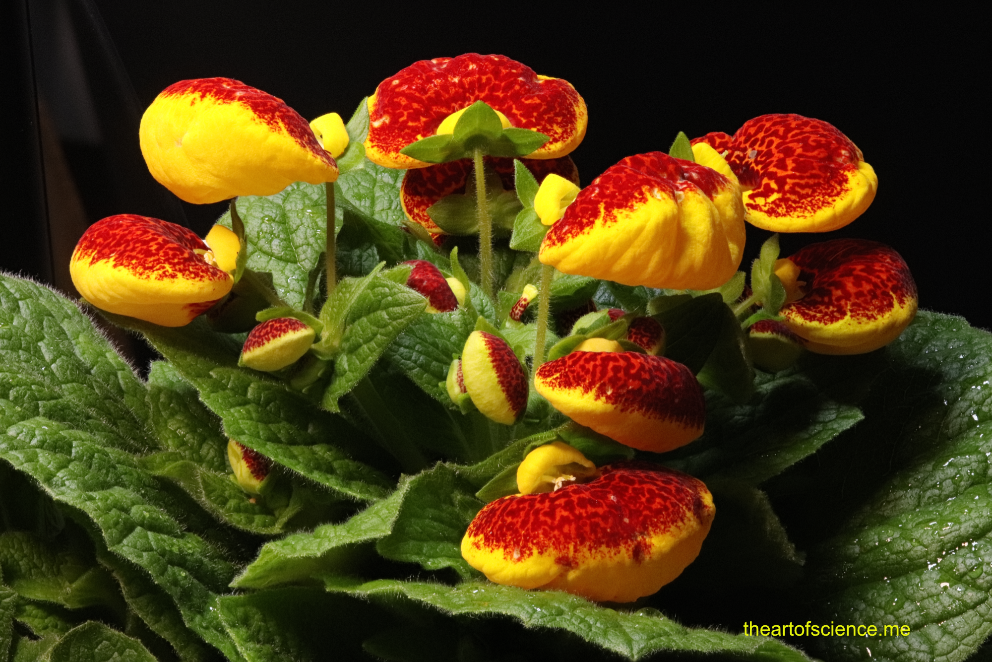 Calceolaria flowers say “come to the party.”