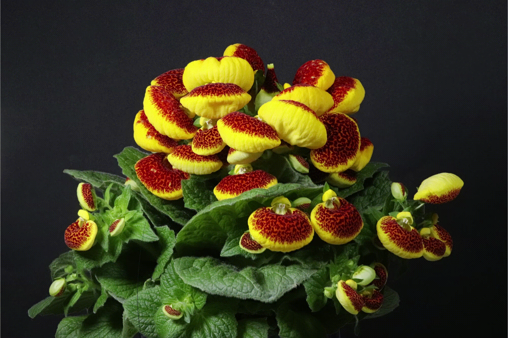 Calceolaria flower shower in red yellow and orange.