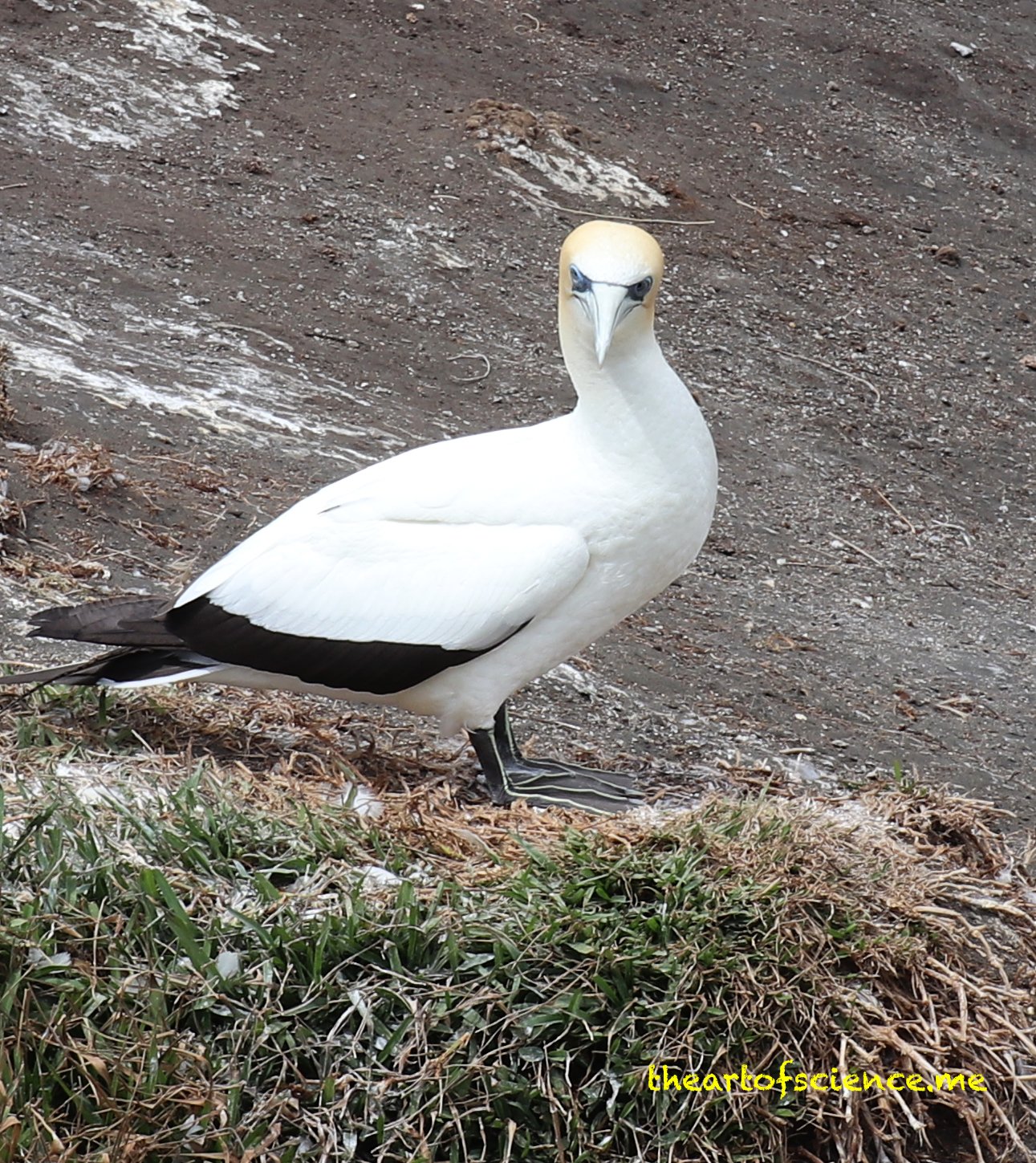 Gannets at Muriwai.