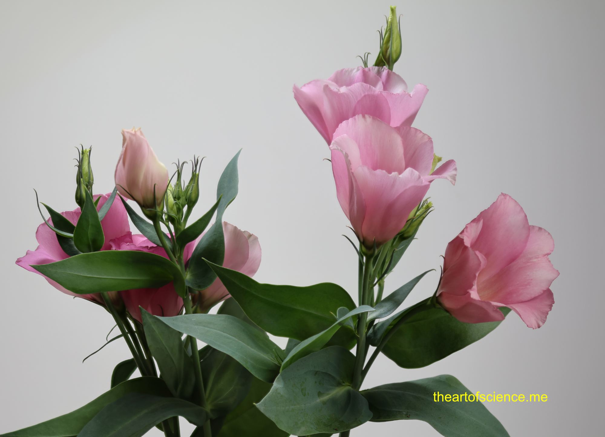 Texas Bluebell or Lisianthus.