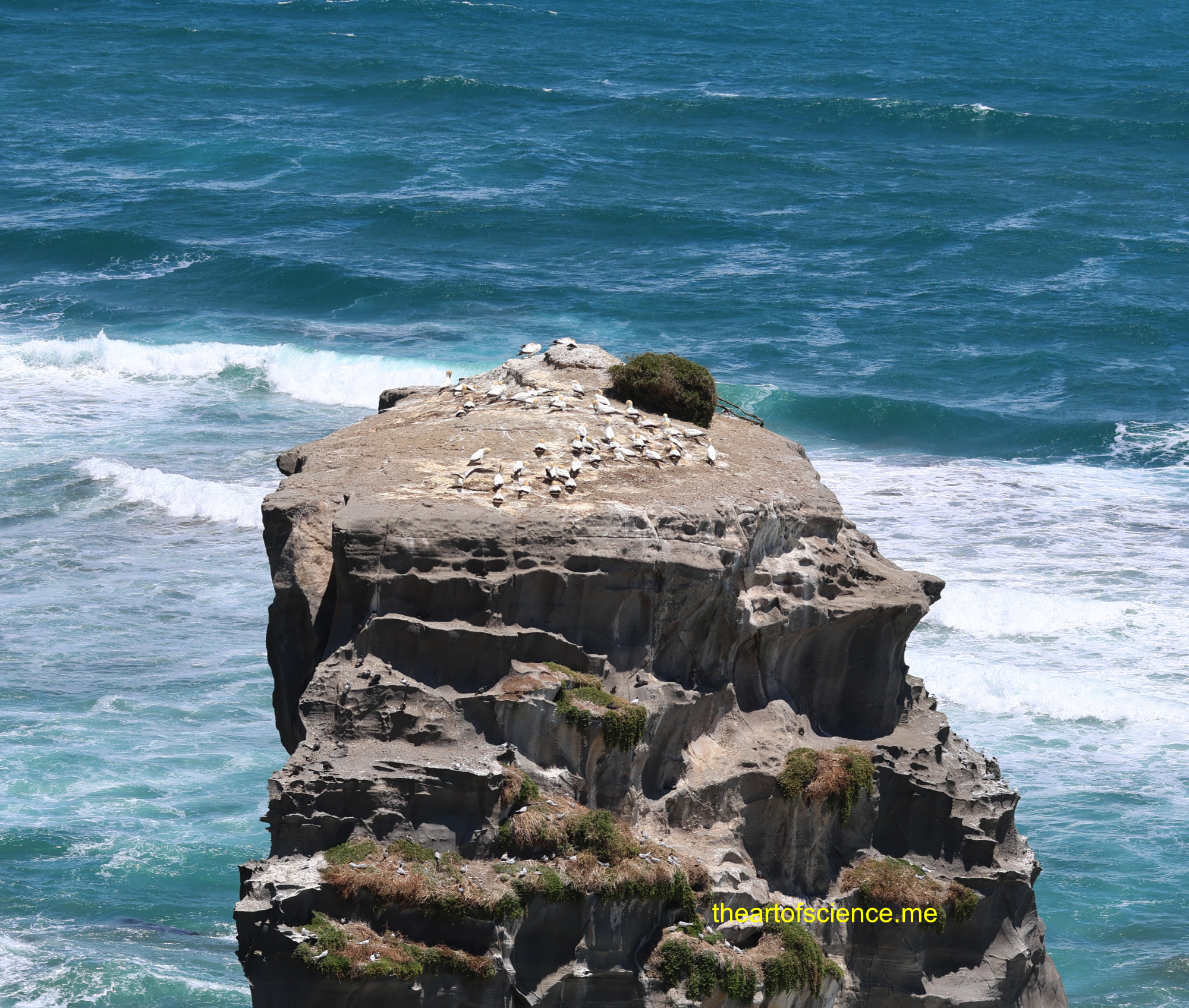 Muriwai, Rocks and Birds and plants and things.