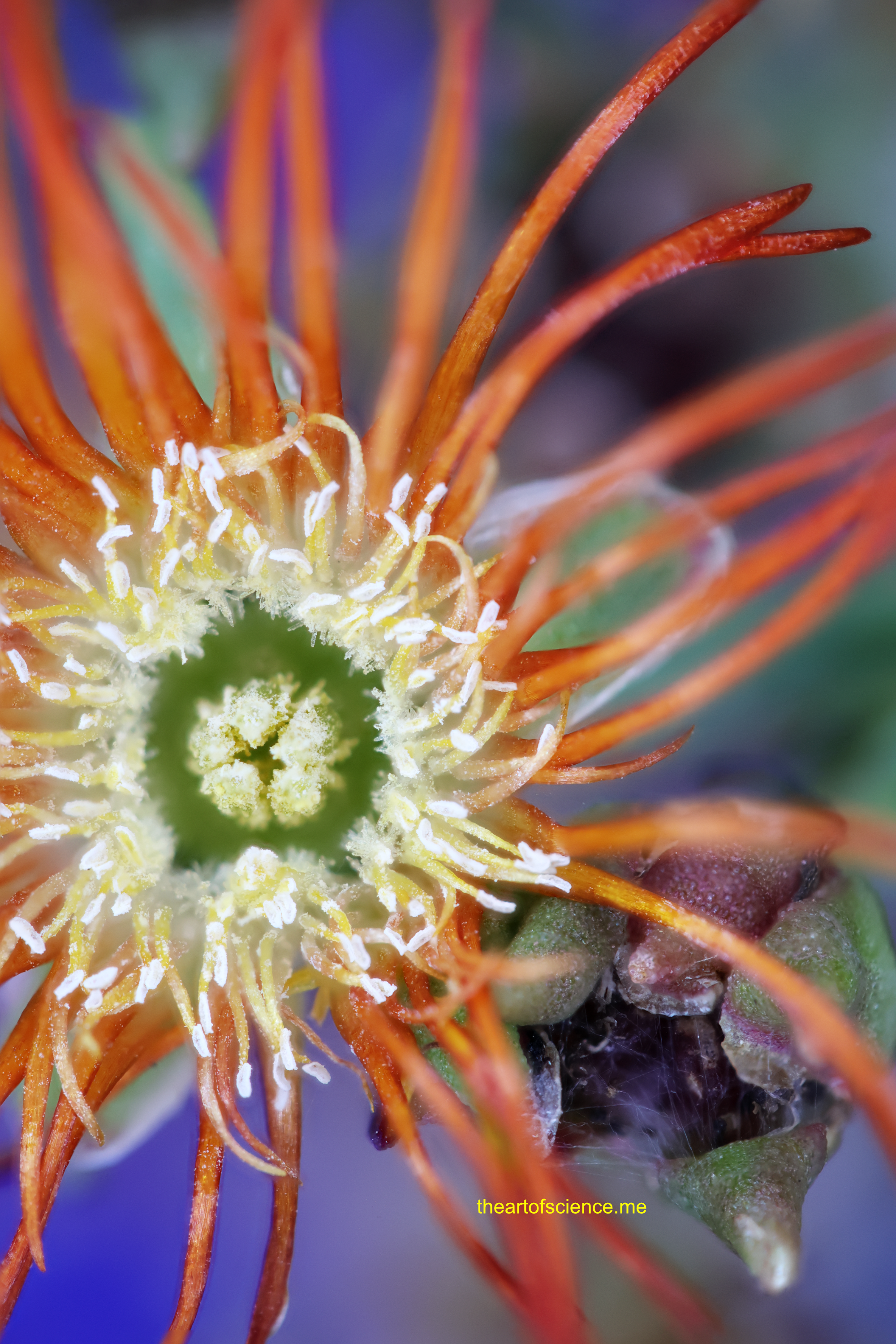 Delosperma Cooperi, stigma and pollination