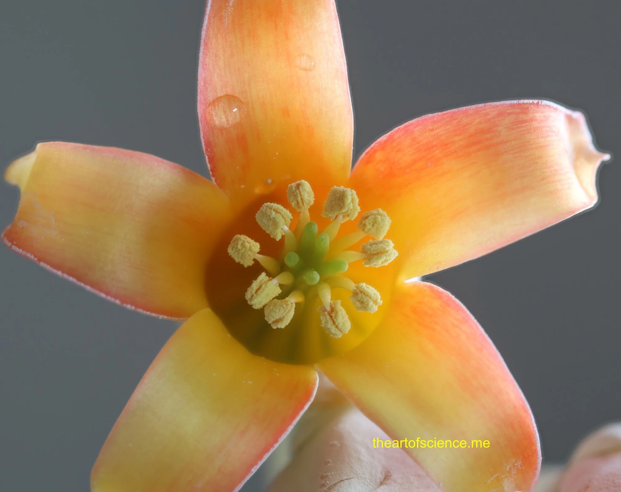 I’m not the Demogorgon, I’m a pretty Cotyledon flower.