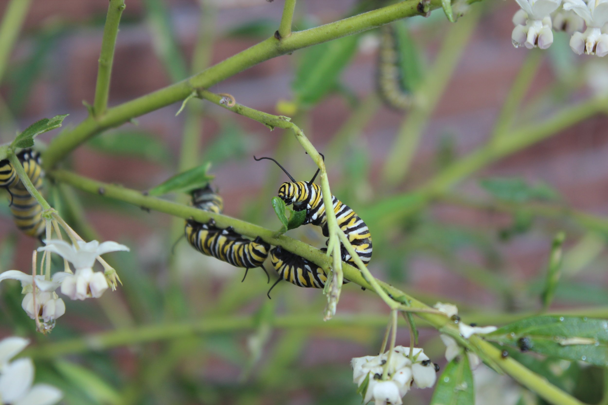 Life and death on a swan plant 