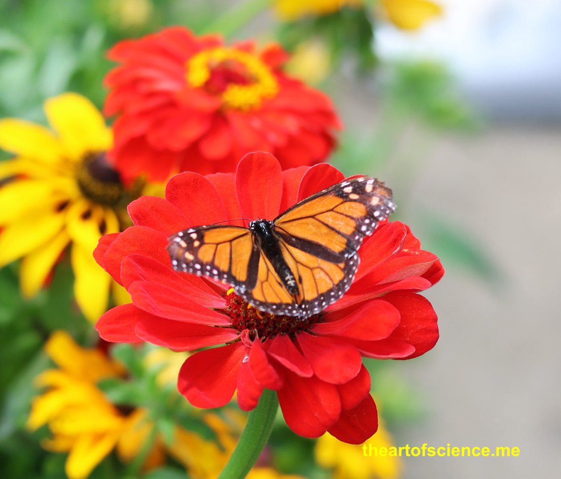Where have the Monarch butterflies gone?